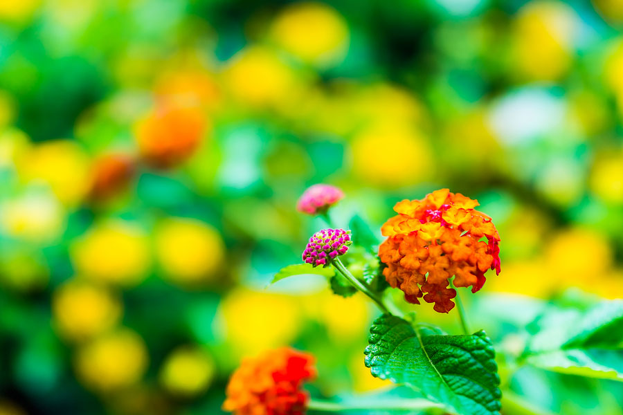 3 Amazing Plants That Bloom in Hot Weather