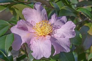 Christmas Camellias: Three Varieties That Will Brighten Your Outdoors at Christmas