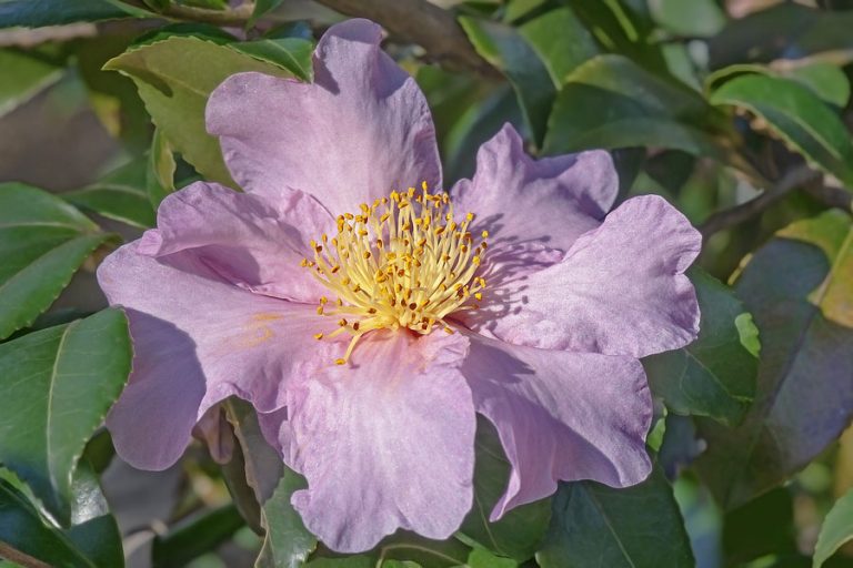 camellia-Natural-Tendencies – Natural Tendencies Landscaping Charleston SC