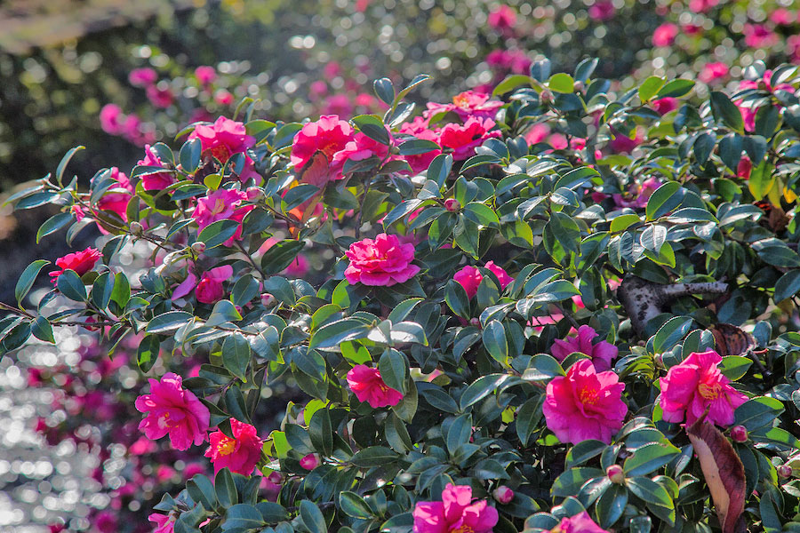 Planting Camellias: Use this Process to Ensure they Get a Great Start