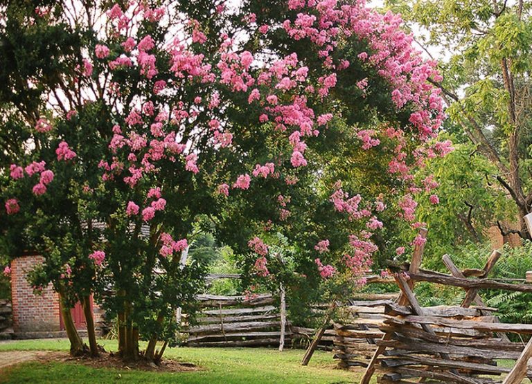 Save The Crepe Myrtles! Don’t Lop the Top Instead, Prune Them Properly Natural Tendencies