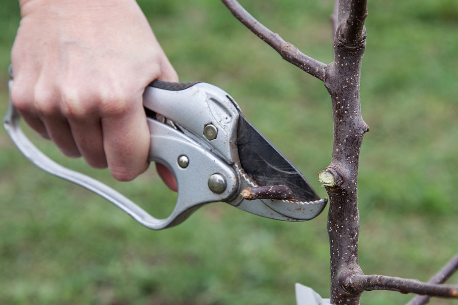 Pruning Tips to Prepare for Spring