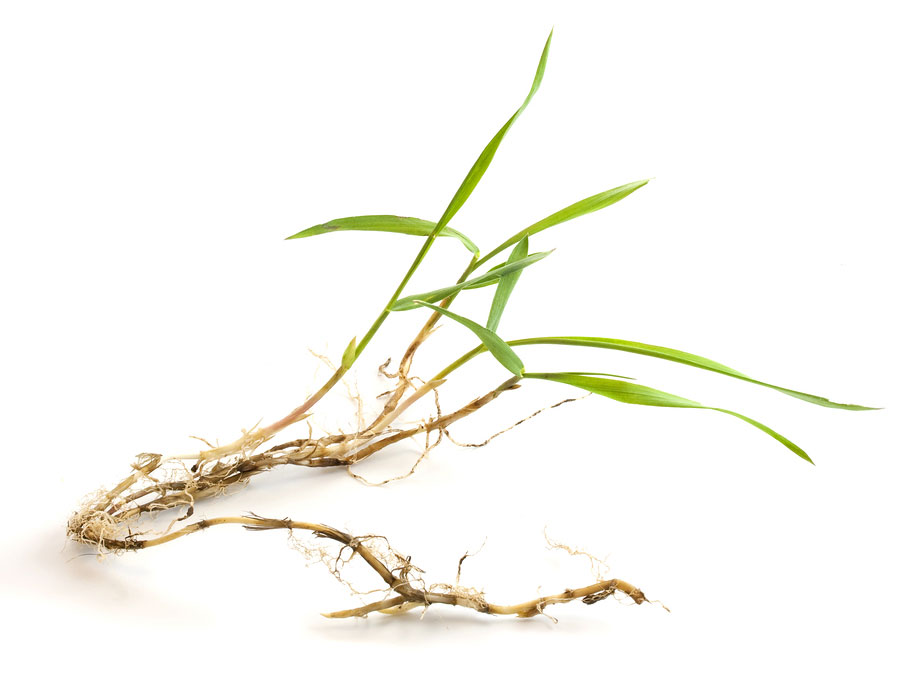 Now is the Time to Apply a Pre-emergent to Control Pesky Crabgrass