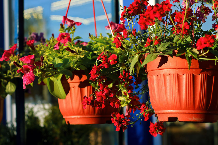 Take These Steps to Ensure Your Plants Survive While on Vacation