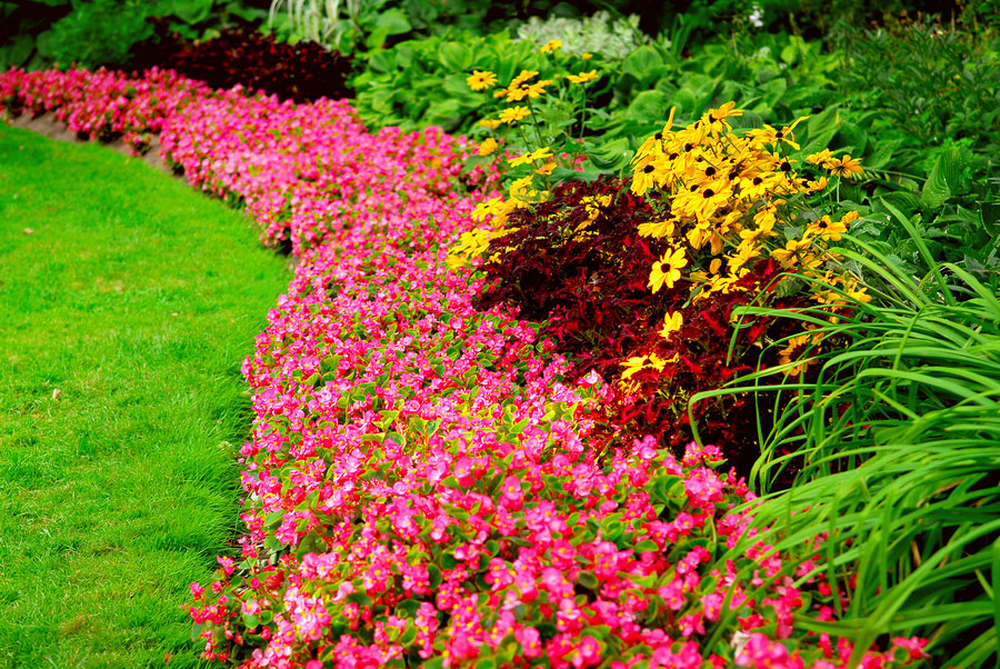 How to Add More Color to Your Summer Landscape