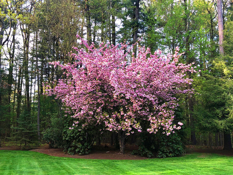 Consider These 4 Factors to Select the Right Backyard Tree