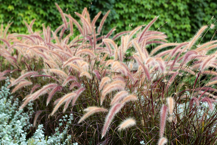 Ornamental Grasses Enhance Your Garden's Beauty Year Round ﻿