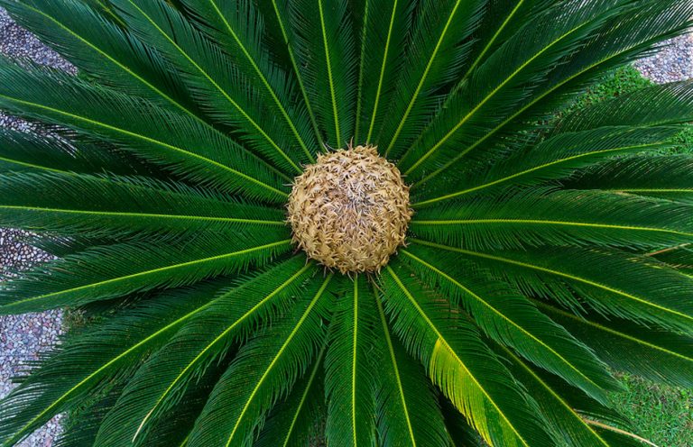 Sago Palms: a Reliable and Beloved Fixture in Southern Gardens ...